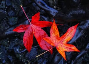 Kerstgedachte Johan Uitvaartzorg